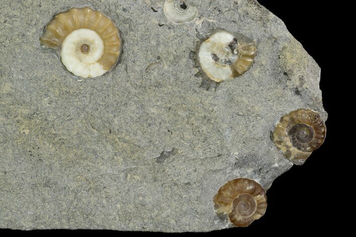 Four Fossil Ammonites (Promicroceras) - Lyme Regis #127157